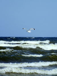 Birds flying over sea against clear sky