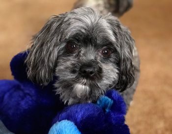 Close-up portrait of dog