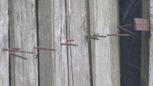 Close-up of wooden plank