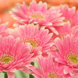 Close-up of pink flowers