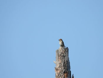 Low angle view of bird perching on wooden post