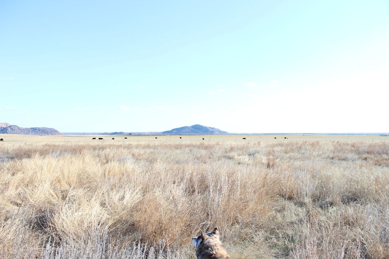 VIEW OF SHEEP ON FIELD