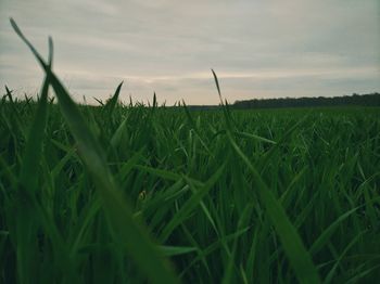 Close-up of grass on field against sky