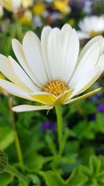 Close-up of white flowers