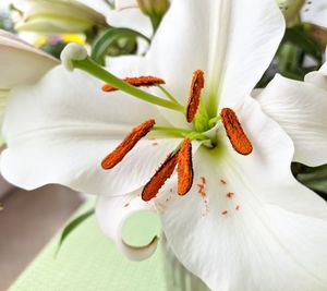 Close-up of white lily