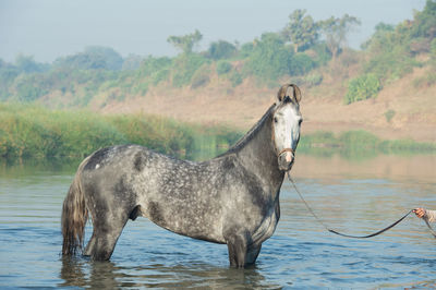 Horse standing in lake