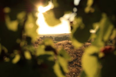 Defocused image of tree against sky