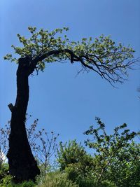 Low angle view of tree against clear blue sky