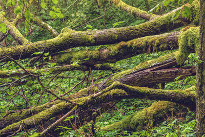 Moss growing on tree trunk