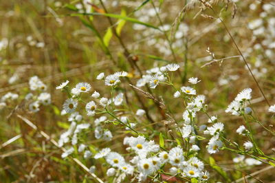 Close-up of white flowering plant