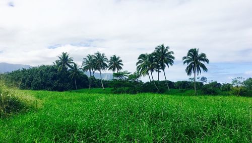 Scenic view of grassy field against cloudy sky