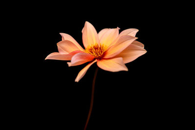 Close-up of white flower against black background