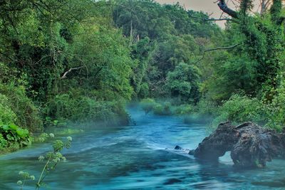Scenic view of river amidst trees in forest