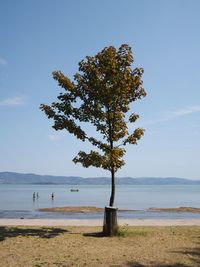 Tree on beach against sky