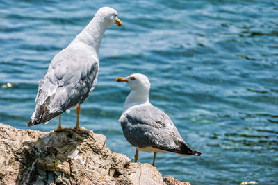 Seagull perching on rock against sea