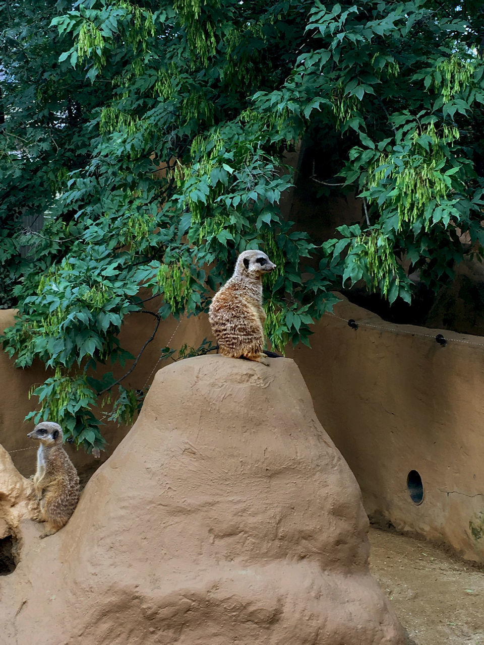 SQUIRREL ON ROCK