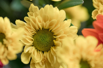 Close-up of yellow flowering plant