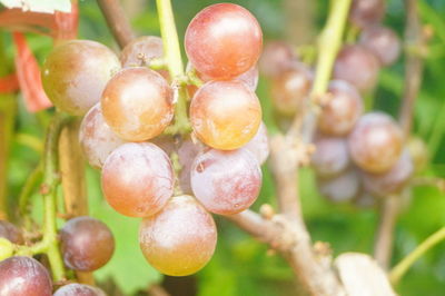 Close-up of grapes growing on tree