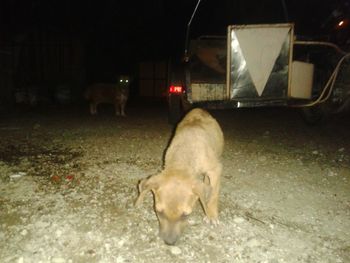 Close-up of dog at night