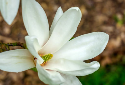 Close-up of white flower blooming outdoors