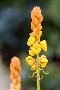 Close-up of yellow flowering plant