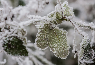 Close-up of frozen plant