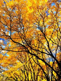 Low angle view of tree against sky