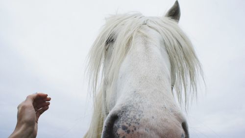 Cropped hand by white horse against sky