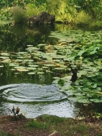 Reflection of ducks in water