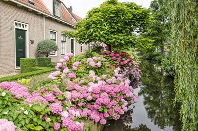 Pink flowering plants by trees and building