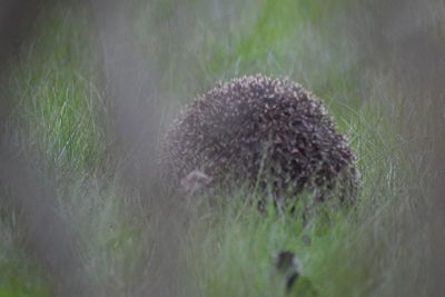 Close-up of sheep on field