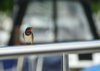 Close-up of bird perching on railing