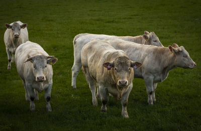 Cows on field