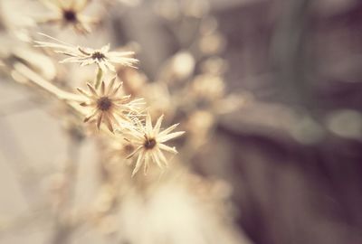 Close-up of wilted flowering plant