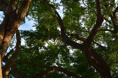 Low angle view of trees in forest against sky