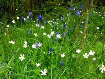 Flowers blooming on field