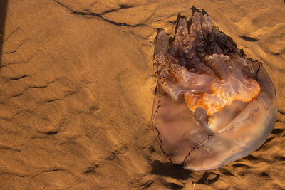 High angle view of crab on sand at beach