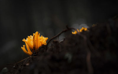 Close-up of yellow flowering plant