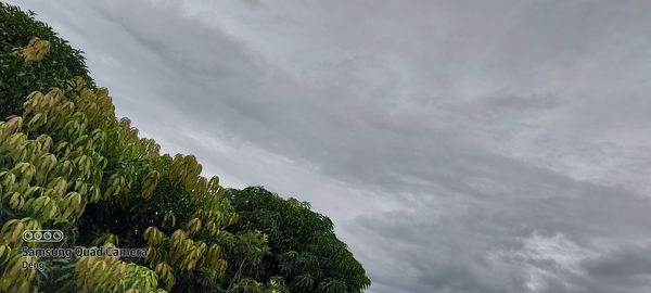 Low angle view of trees against sky