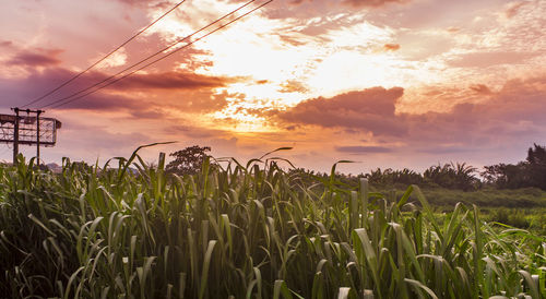 Crops growing on field against sky during sunset