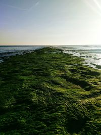 Scenic view of sea against clear sky