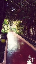 Road amidst trees in forest