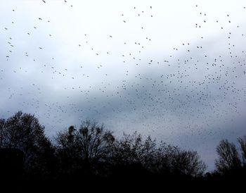 Low angle view of silhouette birds flying against sky