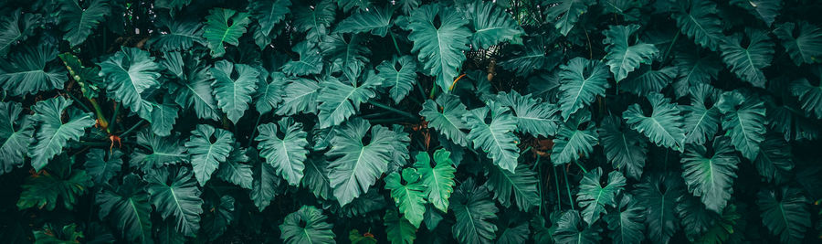 Full frame shot of leaves on field