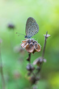 Close-up of butterfly pollinating on flower