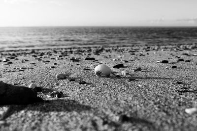 Close-up of shells on beach against sky