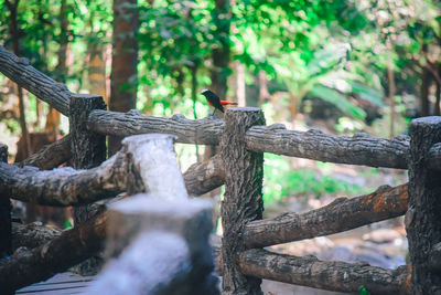 Close-up of lizard on tree trunk in forest