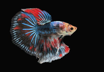 Close-up of fish swimming in tank