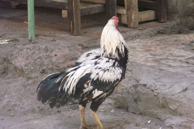 Rooster on field