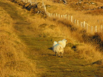 Sheep grazing on grassy field